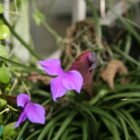 Air Plant (Tillandsia) Care Guide: Watering Without Soil