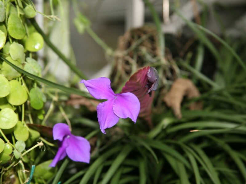 Air Plant (Tillandsia) Care Guide: Watering Without Soil