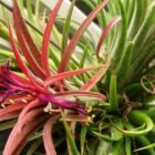 Air Plant (Tillandsia) Care Guide: Watering Without Soil