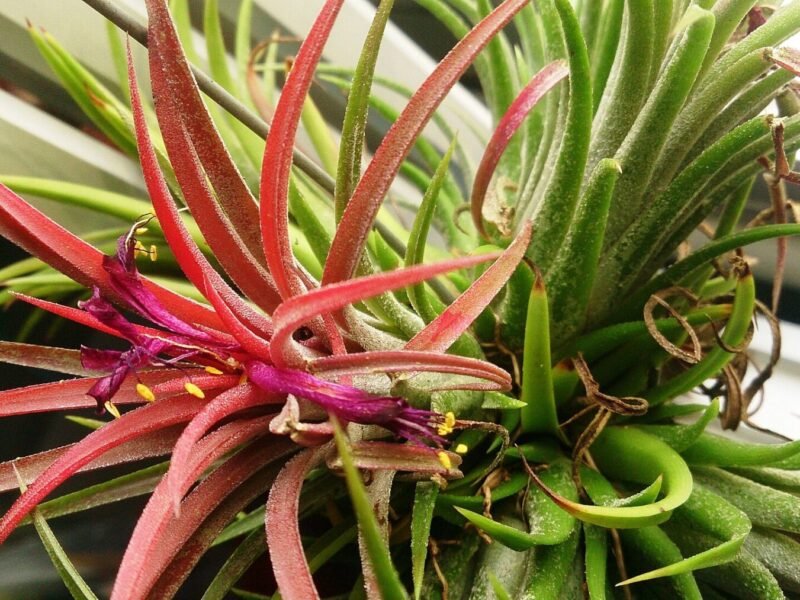Air Plant (Tillandsia) Care Guide: Watering Without Soil
