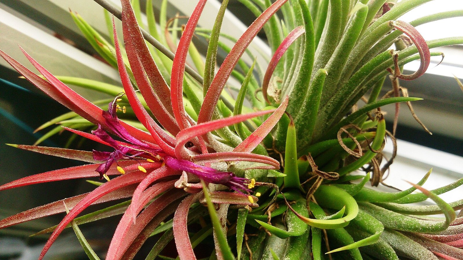Tillandsia ionantha air plant blushing red before blooming
