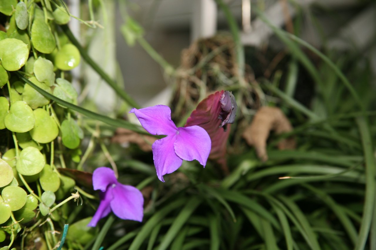 Air Plant (Tillandsia) Care Guide: Watering Without Soil