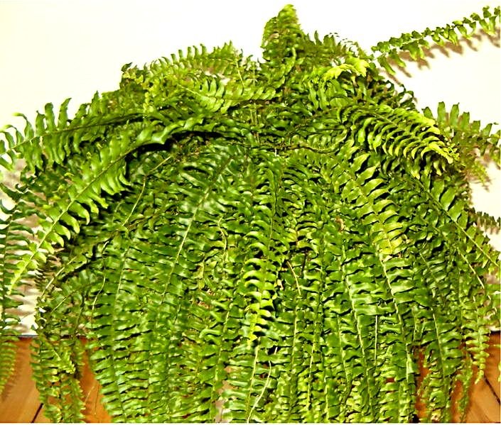 Boston fern growing indoors in a hanging pot