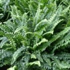 Indoor Fern Care Guide: Humidity, Light, and Watering