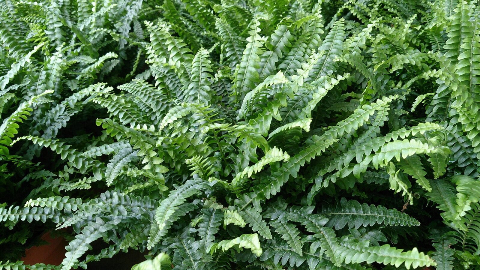 Indoor Fern Care Guide: Humidity, Light, and Watering
