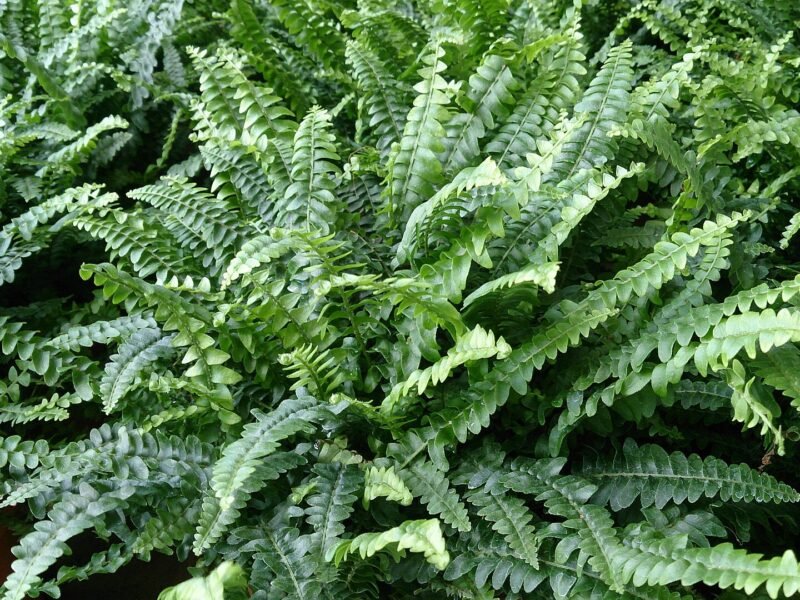 Indoor Fern Care Guide: Humidity, Light, and Watering