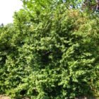 Boxwood