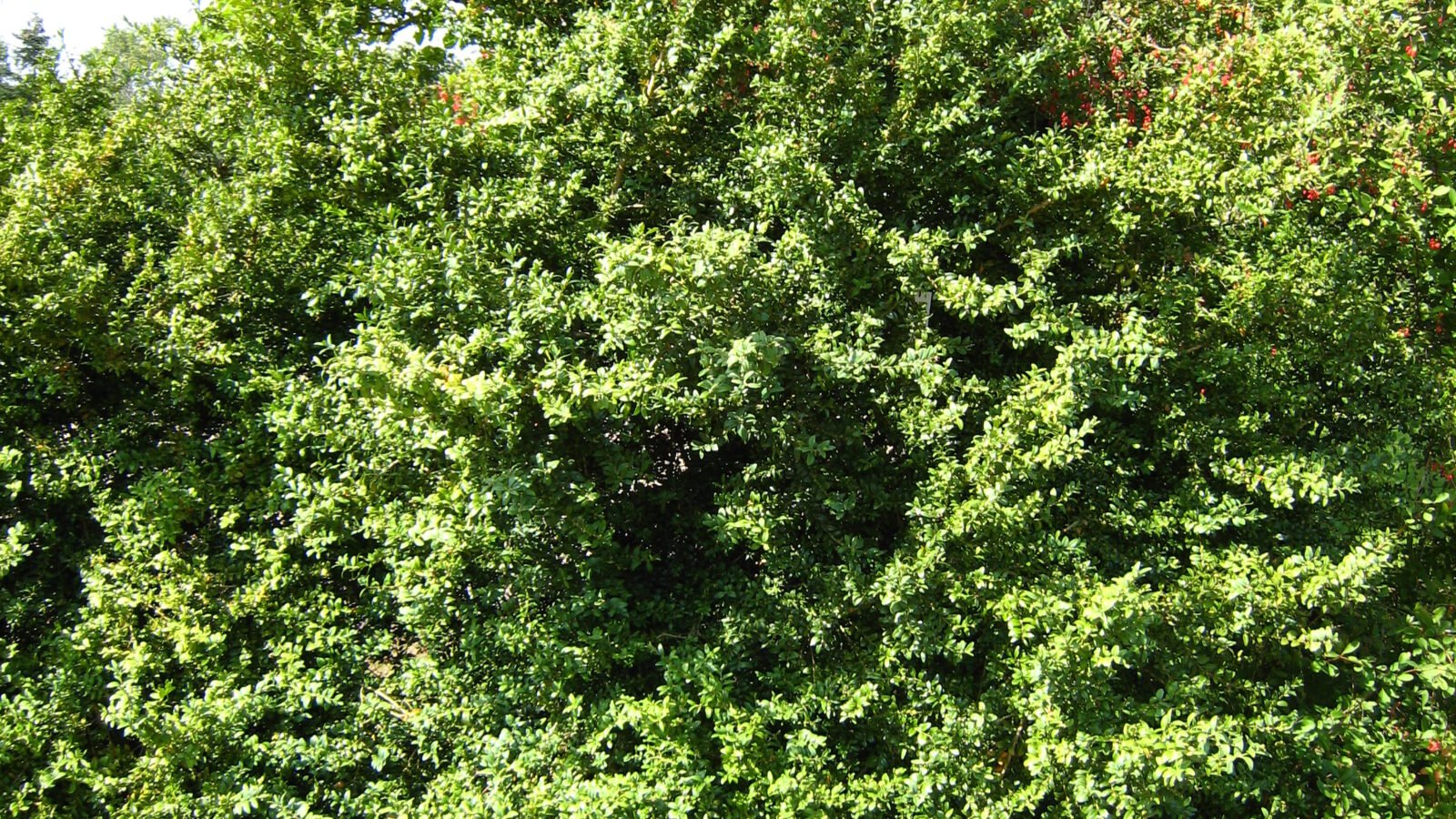 Boxwood