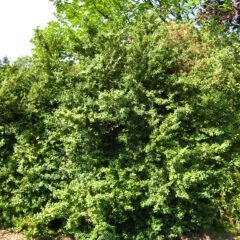 Boxwood