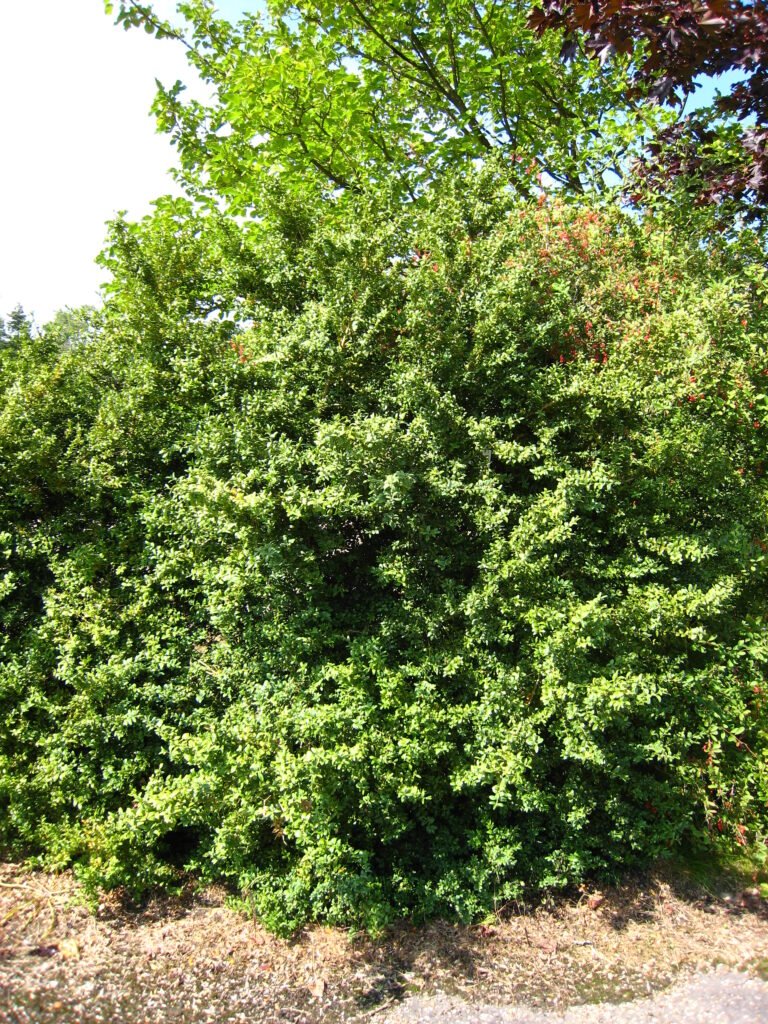 Trimmed boxwood shrub