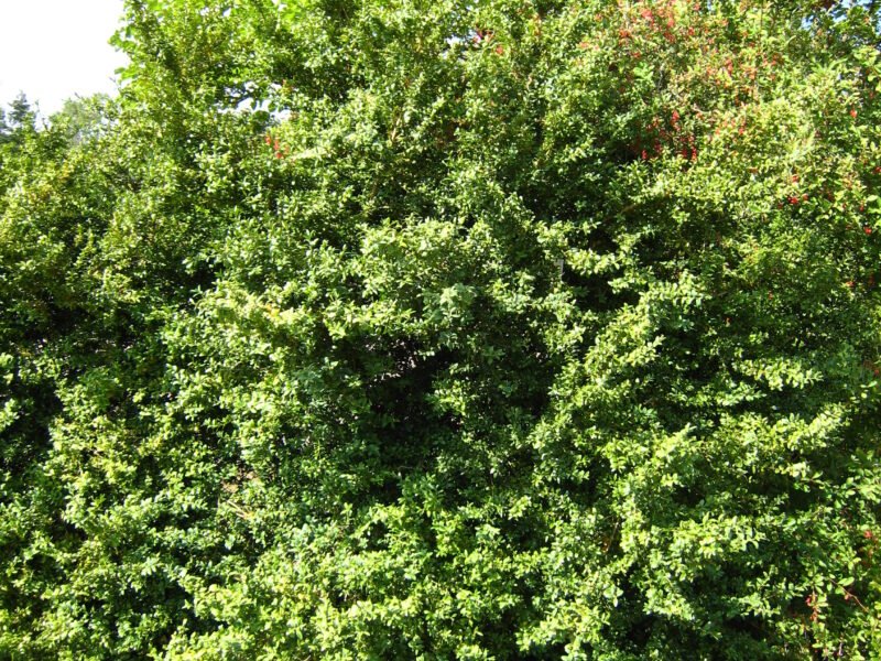 Boxwood