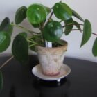 Chinese Money Plant (Pilea Peperomioides) Care Guide