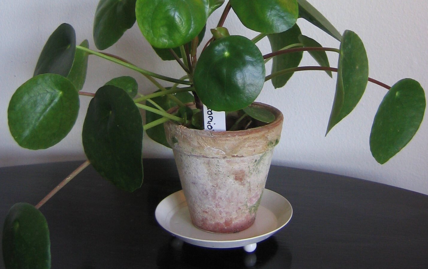 Chinese Money Plant (Pilea Peperomioides) Care Guide