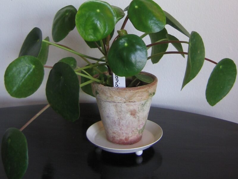 Chinese Money Plant (Pilea Peperomioides) Care Guide