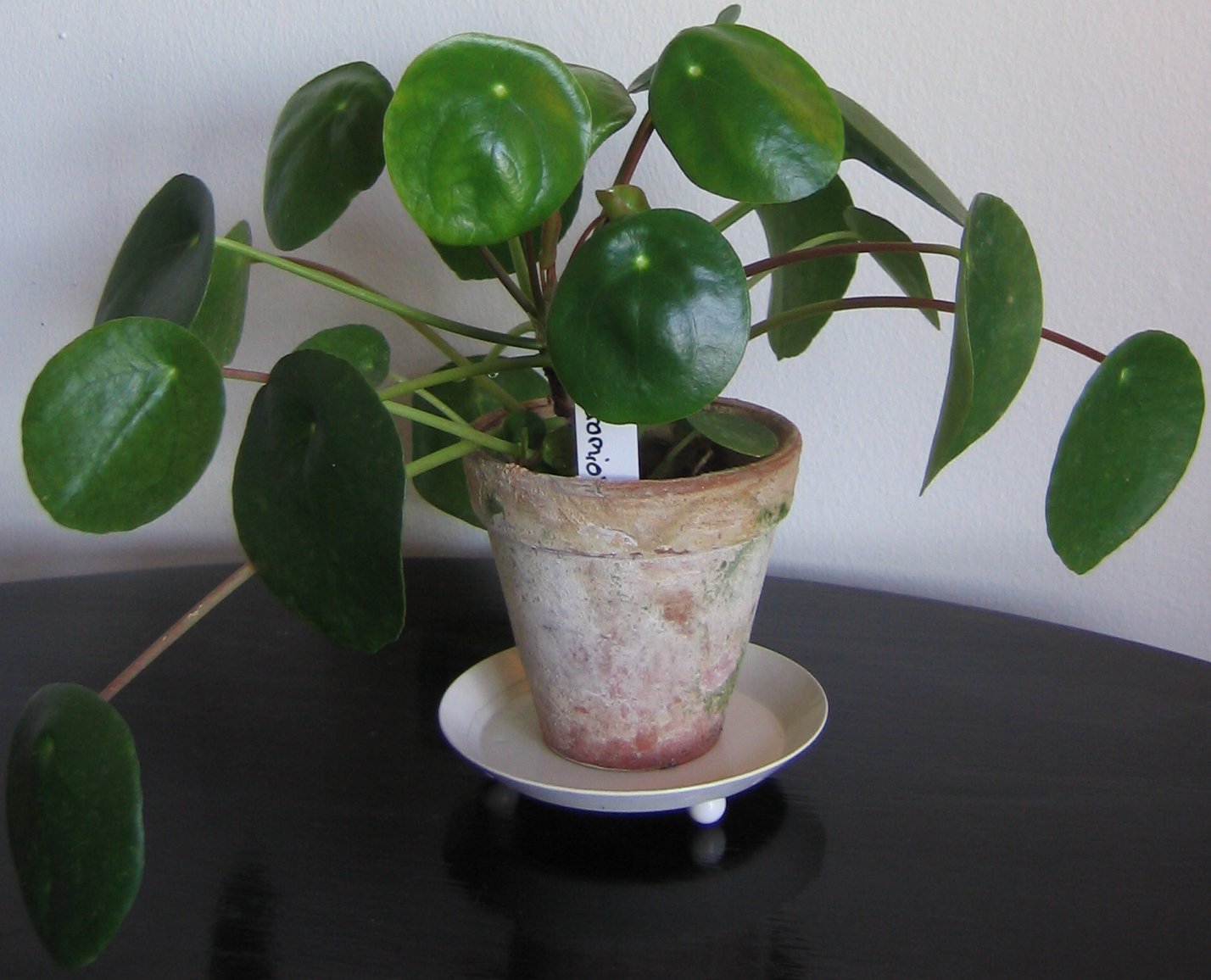 Chinese money plant (Pilea peperomioides) with round coin-shaped leaves