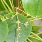 Chinese Money Plant (Pilea Peperomioides) Care Guide