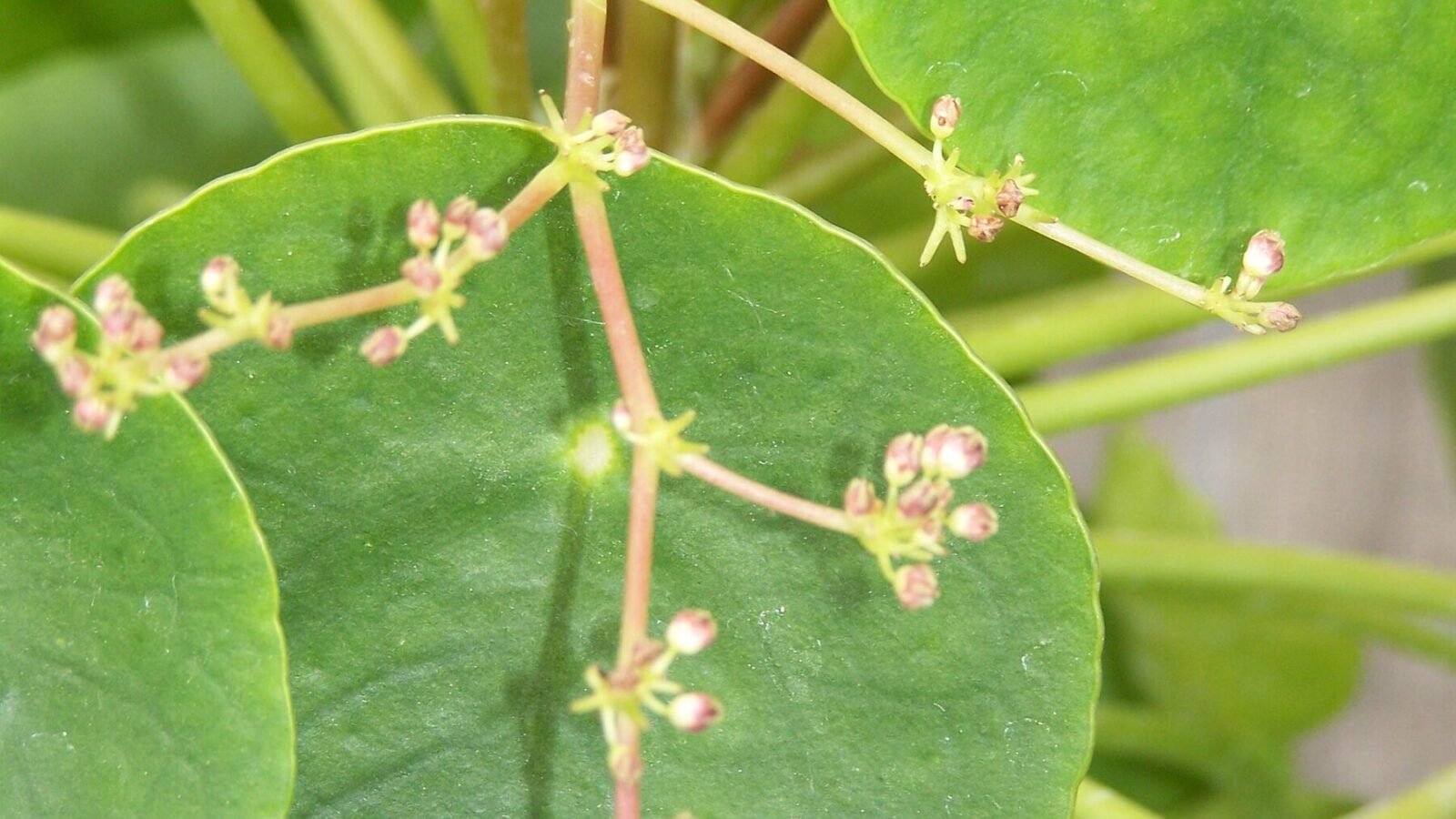 Chinese Money Plant (Pilea Peperomioides) Care Guide