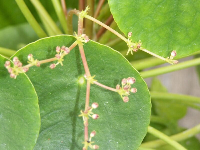 Chinese Money Plant (Pilea Peperomioides) Care Guide