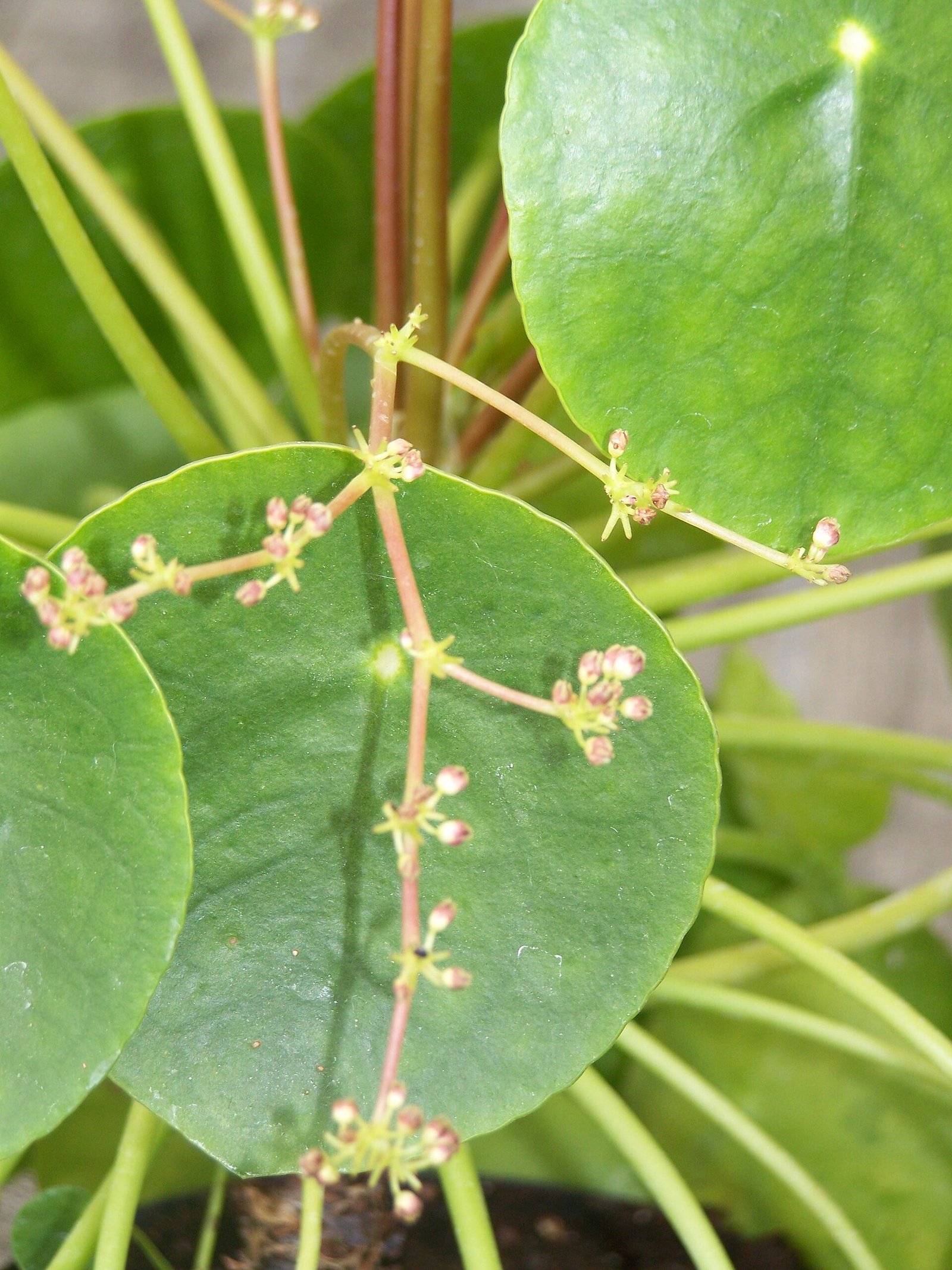 Chinese money plant Pilea peperomioides in a pot