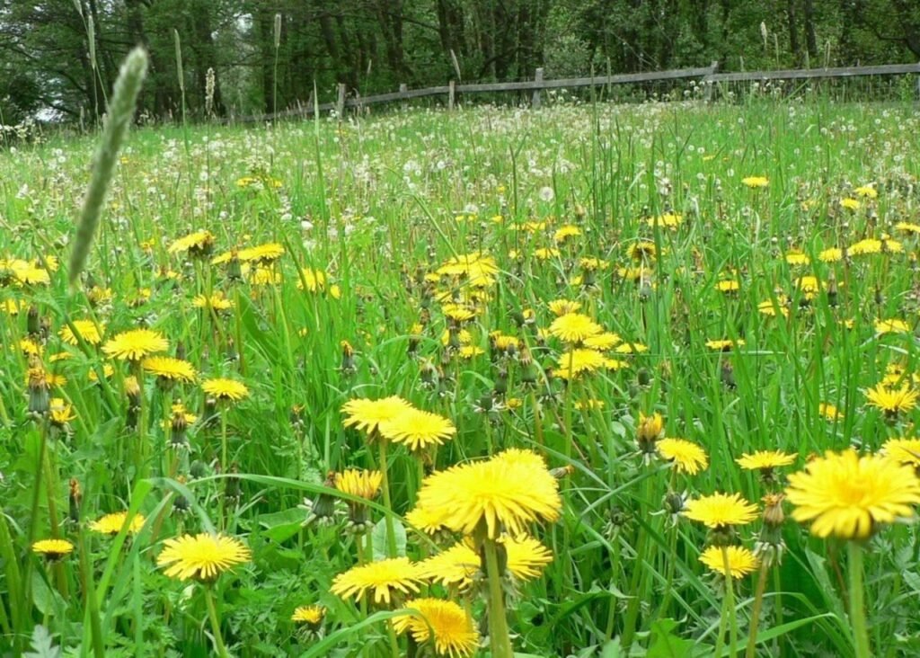 Dandelion weeds spreading across a lawn
