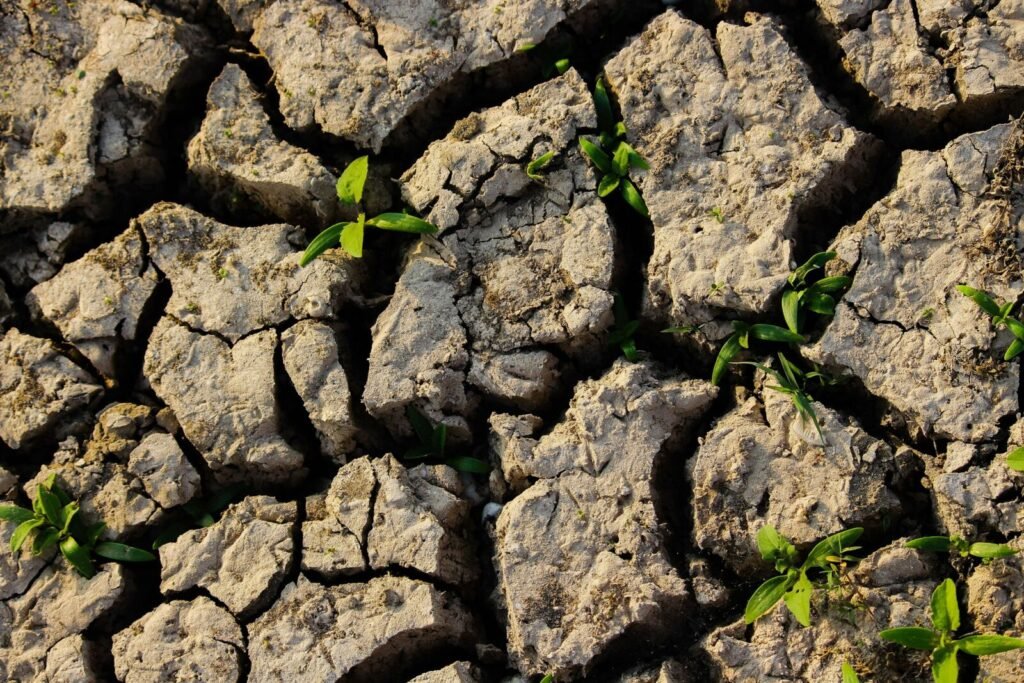 Dry cracked soil around a plant