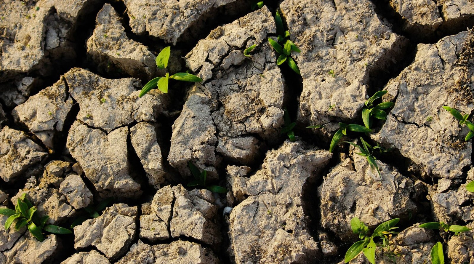 Dry, cracked soil pulling away around a small green plant, a sign of underwatering
