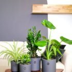 The Easiest Plants for Beginners, Indoors and Out