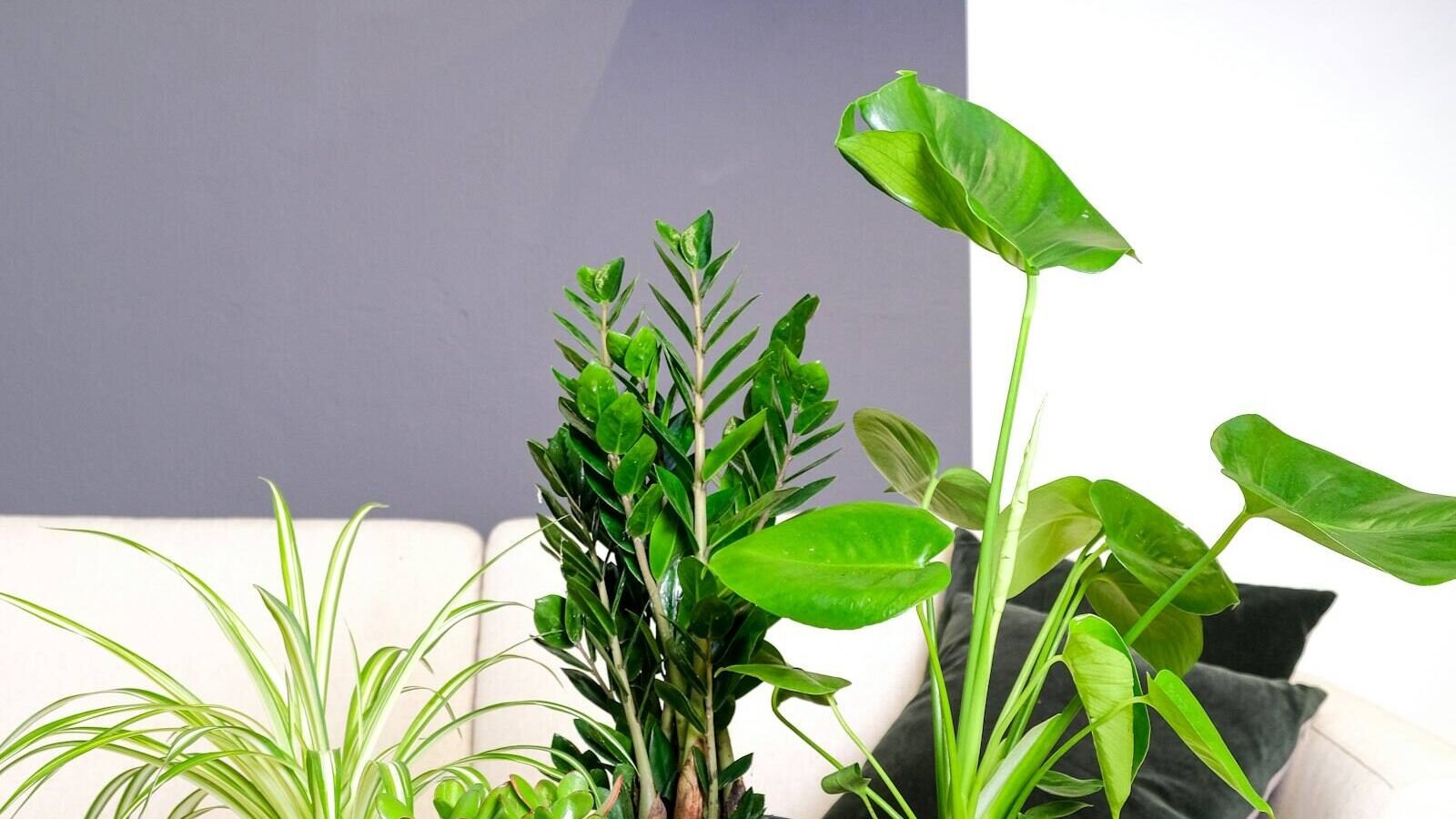 The Easiest Plants for Beginners, Indoors and Out