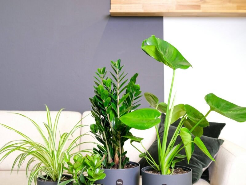 The Easiest Plants for Beginners, Indoors and Out