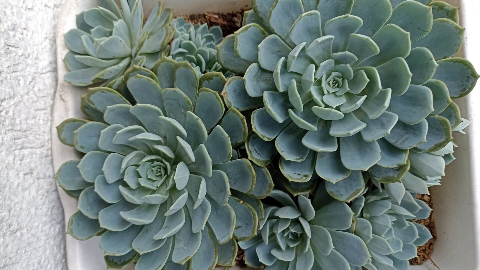 Succulent Care Guide for Beginners: Light, Water, Propagation