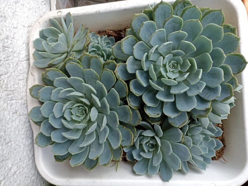 Succulent Care Guide for Beginners: Light, Water, Propagation