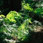 Best Plants for Shady Gardens: What Actually Thrives Without Sun