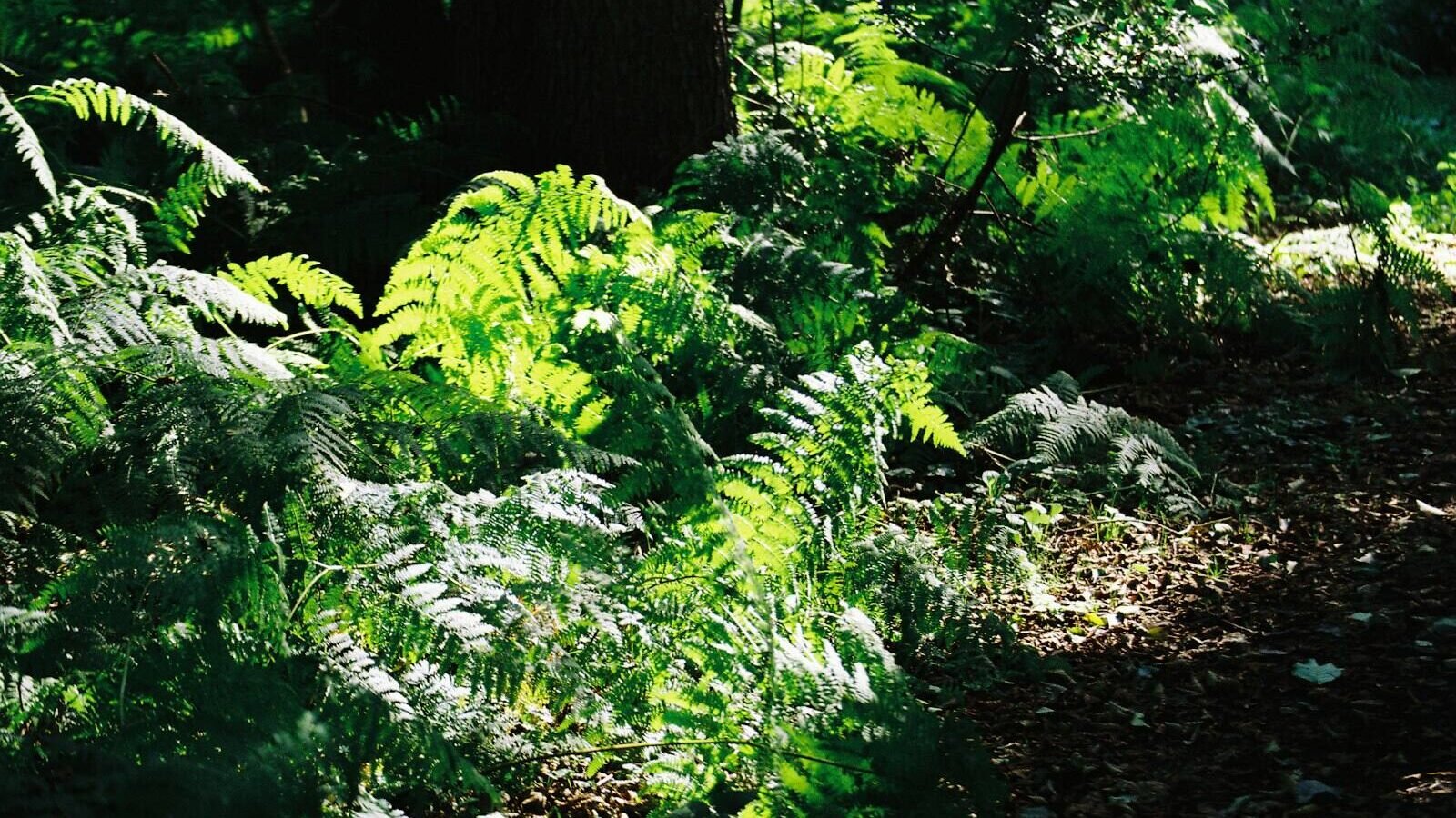 Best Plants for Shady Gardens: What Actually Thrives Without Sun