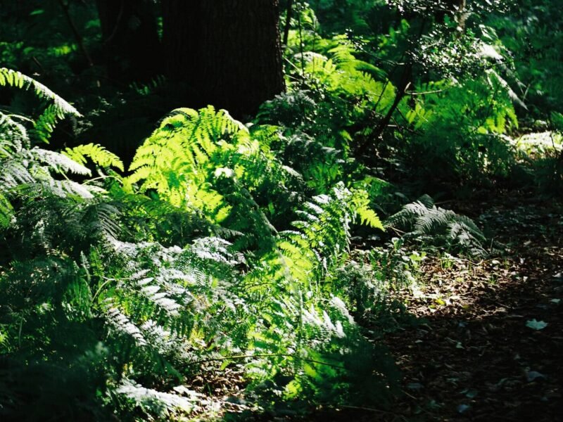 Best Plants for Shady Gardens: What Actually Thrives Without Sun
