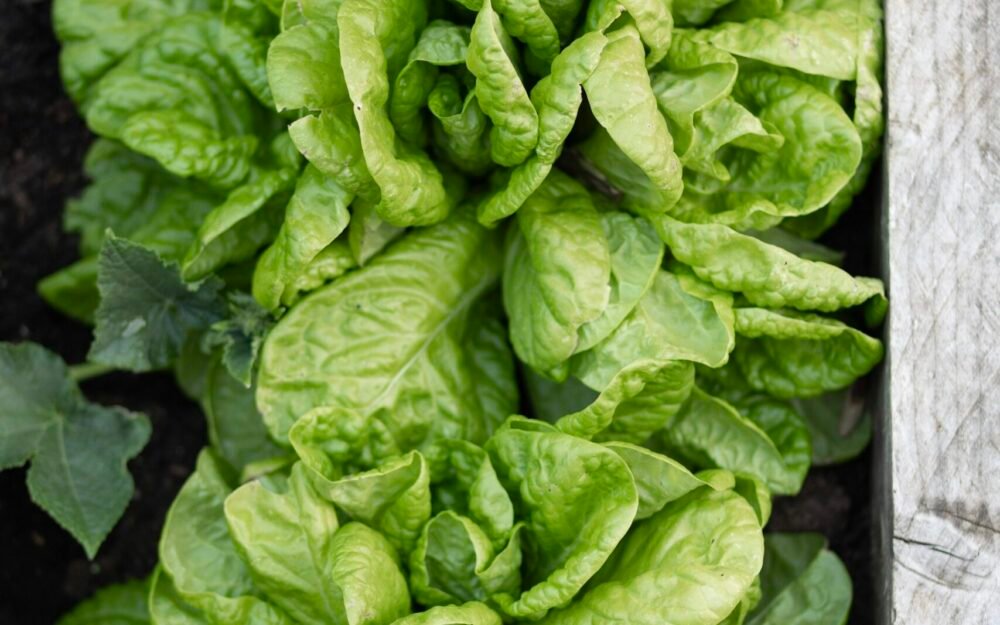 How to Grow Crispy Lettuce in Raised Beds & Containers