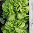 How to Grow Crispy Lettuce in Raised Beds & Containers