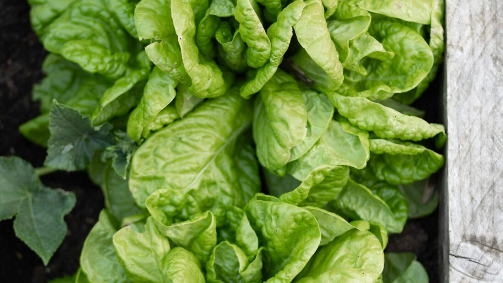 How to Grow Crispy Lettuce in Raised Beds & Containers