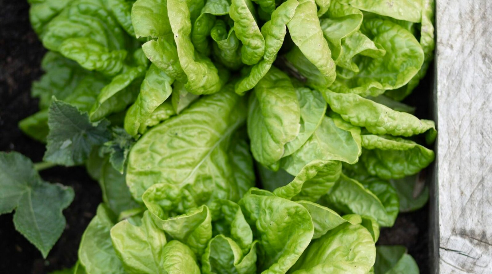 Fresh green lettuce heads growing in rows in a sunny raised garden bed