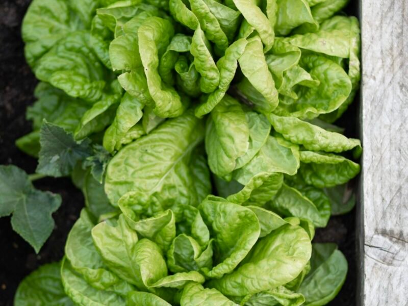 How to Grow Crispy Lettuce in Raised Beds & Containers