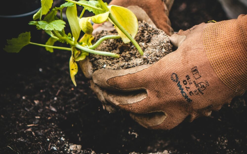 10 Gardening Tips Every Beginner Should Know