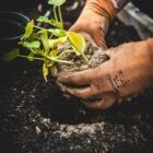 10 Gardening Tips Every Beginner Should Know