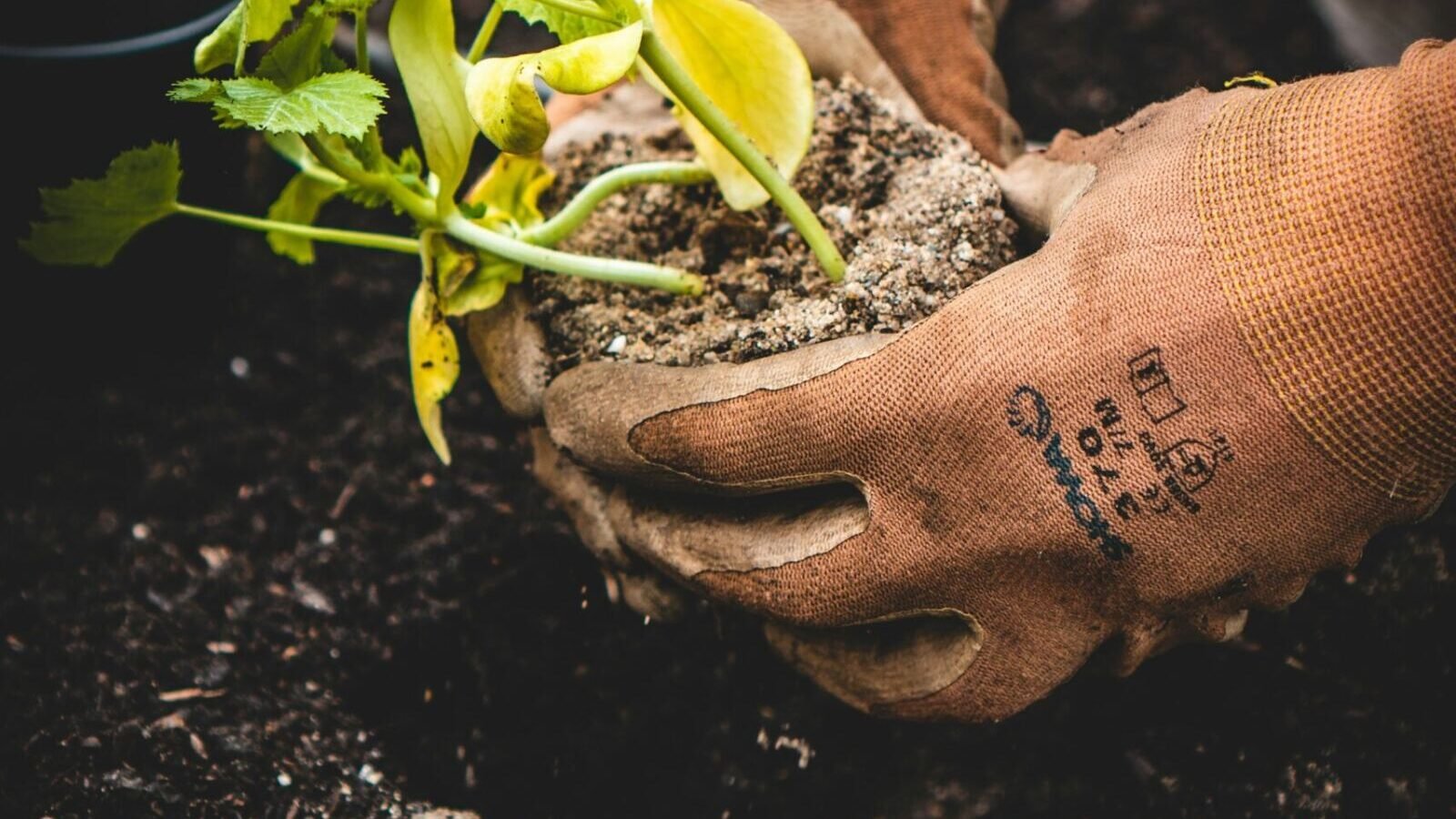 10 Gardening Tips Every Beginner Should Know