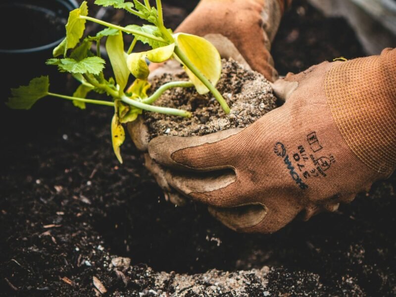 10 Gardening Tips Every Beginner Should Know