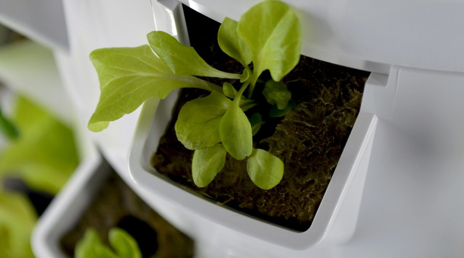 A group of plants arranged in hanging containers at different heights