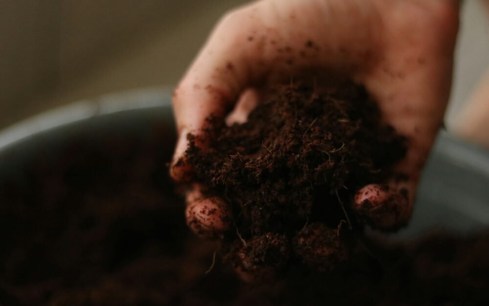 How to Test Your Soil pH at Home
