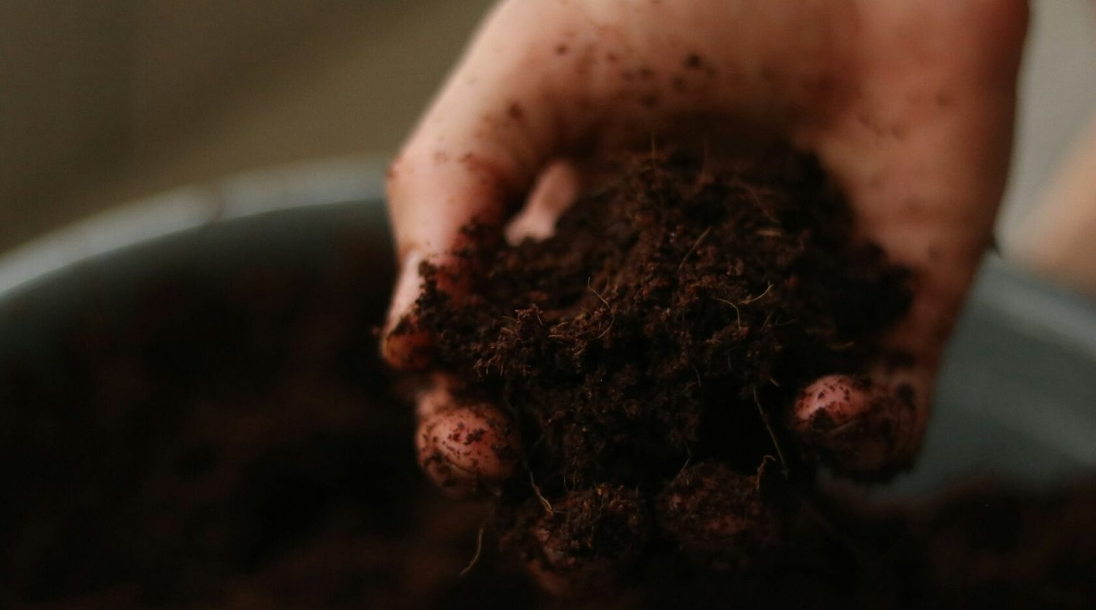 A person holding a handful of dark garden soil, the kind of sample used for a pH test