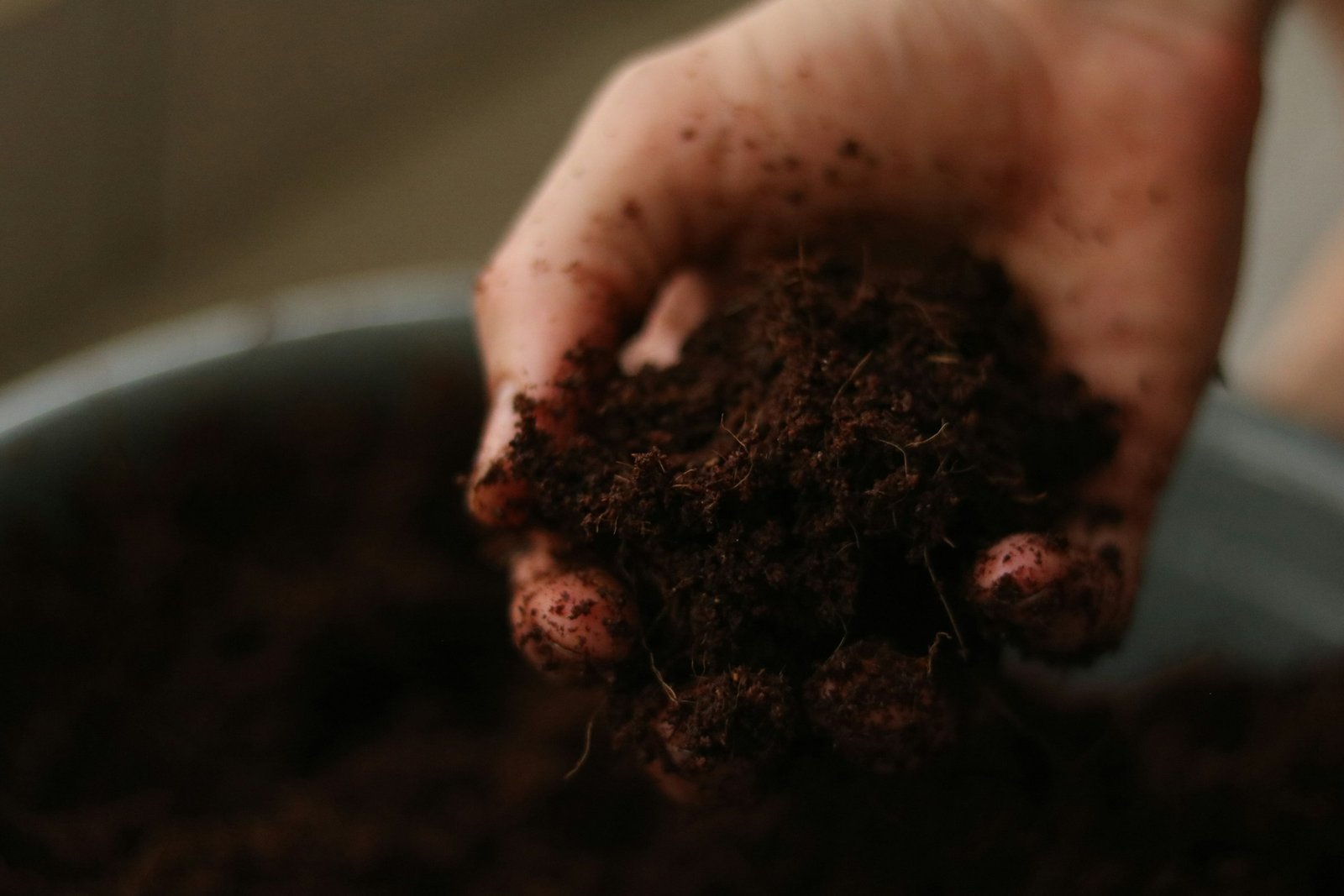 How to Test Your Soil pH at Home