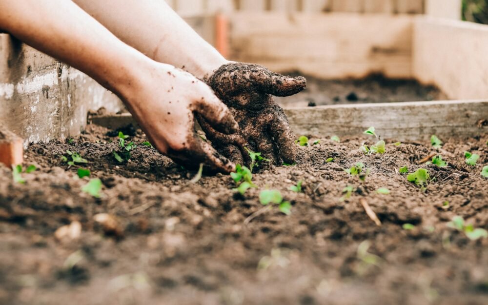 The Complete Guide to Gardening Tips for Beginners