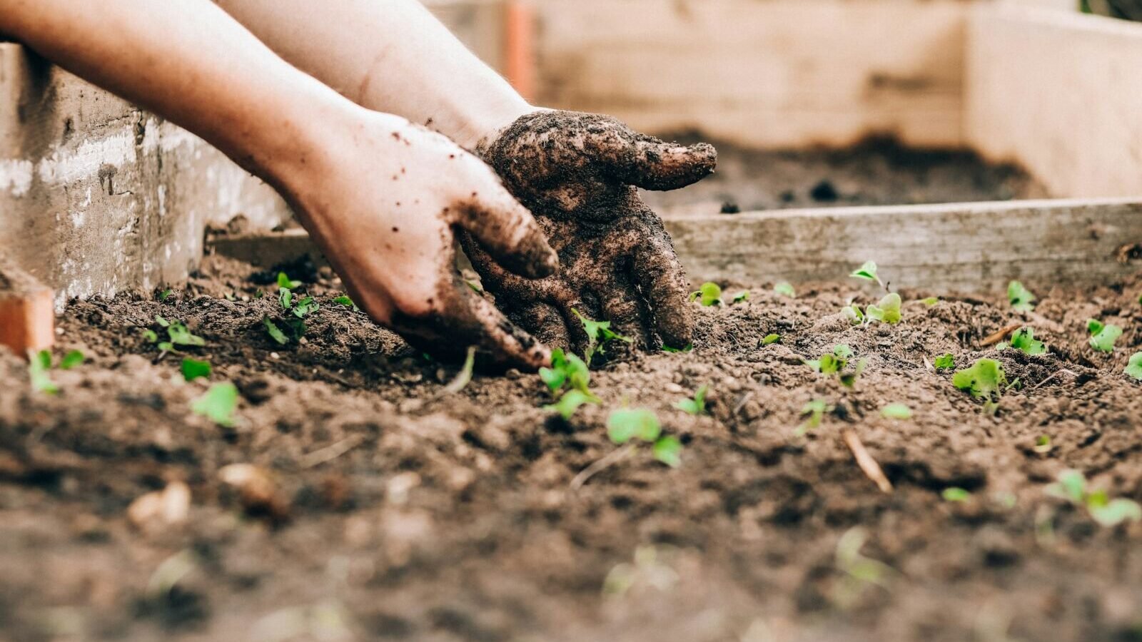 The Complete Guide to Gardening Tips for Beginners