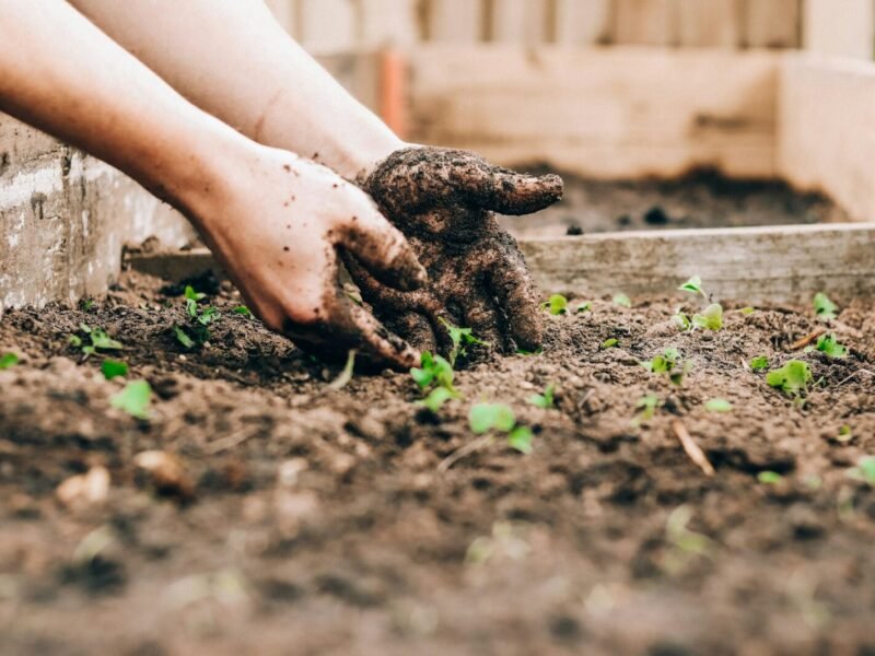 The Complete Guide to Gardening Tips for Beginners